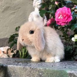 Meet your Posher, Simran